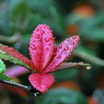 Gotas de água