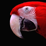 Mister Parrot