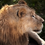 lionking