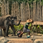elephant attack