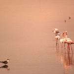 Flamingos no Sado