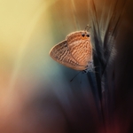 ilusion butterfly