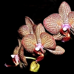 Orquídea___