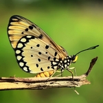 Beauty Of Buterfly