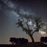 Milky Way Tree