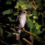 PAPA-MOSCAS-CINZENTO,  Muscicapa striata