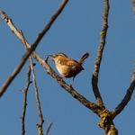 CARRIÇA, Troglodytes troglodytes