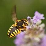 FLYING ABOVE THE FLOWERS