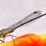 a dragonfly on my balcony