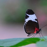 BORBOLETA 2