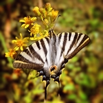 Borboleta Zebra