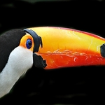 Tucano