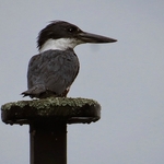  Chloroceryle americana ( Martim pescador )