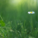 Summer wild flower