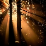 Rays in the forest