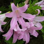 Pink flowers