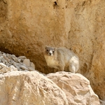 ___ Parque Nacional de Ein Gedi ___