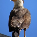 Caracara plancus