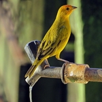 Canário da terra ( Sicalis flaveola )