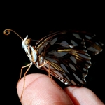 Borboleta-pingos-de-prata (Agraulis vanillae)