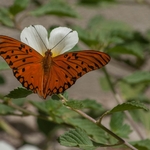 borboleta