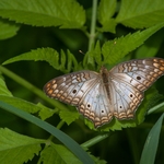 borboleta