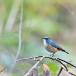 Happy blue bird.