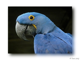 Arara Azul 