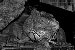 Iguana Alentejana 