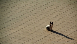 Cuidado Com O Cão 