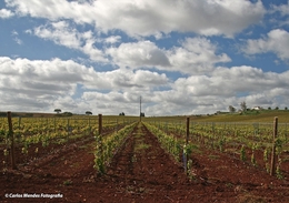 "Alentejo" 