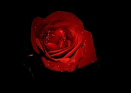 Blood Red Rose 