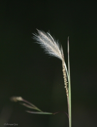 Pequena Joia Da Natureza 