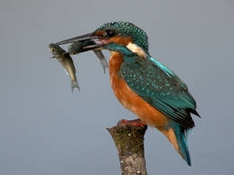 Alcedo atthis 