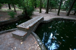 Lago da floresta 