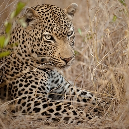 Leopardo na Africa do Sul 