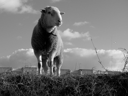 A ovelha 