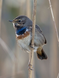 Pisco-de-peito-azul (Luscinia svecica) 