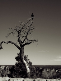 Tree and Bird 