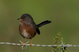 Felosa-do-mato (Sylvia undata) 