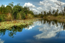 Reflexos tropicais 