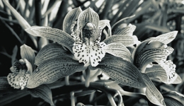 Orquídia 