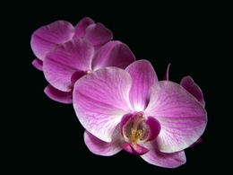 Simplesmente orquídea 