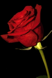 Rosa Vermelha. 