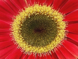 Gerbera 