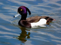 Tufted Duck _ Zarro-Negrito 