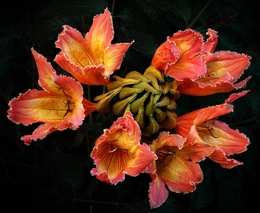 Tulipeira 
