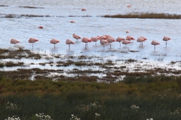 Aglomerado rosa 