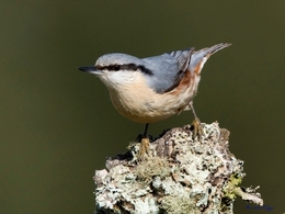 Trepadeira-azul (Sitta europaea) 