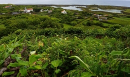 Açores - Verdura 